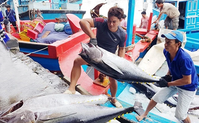 Ngư dân Khánh Hòa vận chuyển cá ngừ đại dương lên cảng Hòn Rớ (TP Nha Trang). Ảnh: NGUYỄN CHUNG