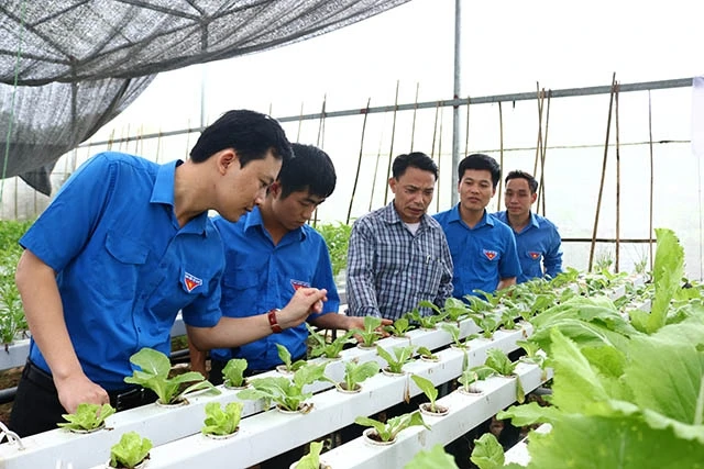 Mô hình phát triển kinh tế trồng rau thủy canh của đoàn viên thanh niên huyện Tiên Lữ (Hưng Yên).