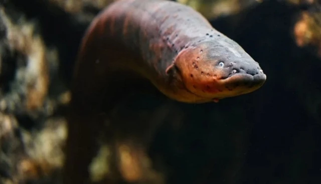 Lươn phóng điện mạnh nhất thế giới được tìm thấy ở Amazon