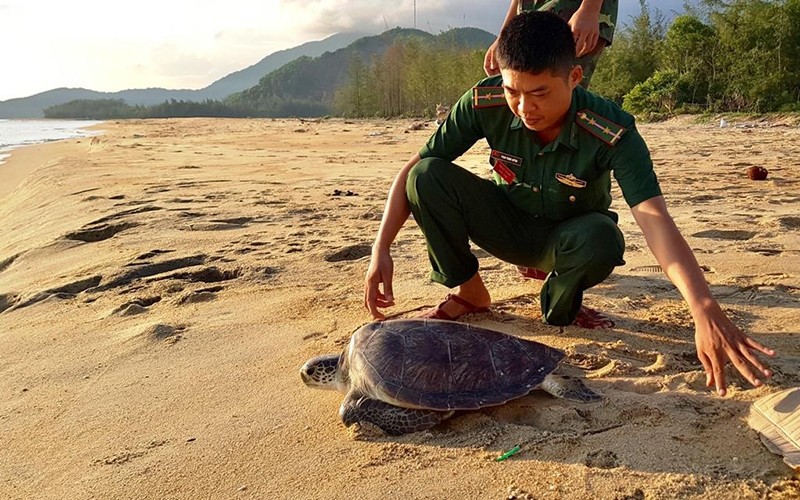Lực lượng Đồn Biên phòng Vinh Hiền cùng cơ quan chức năng thả cá thể rùa quý hiếm về môi trường tự nhiên. 
