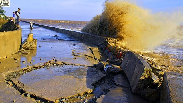 Đê biển Gành Hào - Bạc Liêu đối diện sạt lở nghiêm trọng. 