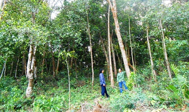 Khu rừng trồng cây huỵnh của người dân xã Cự Nẫm, huyện Bố Trạch.