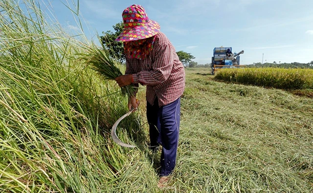 Nông dân làm việc trên cánh đồng ở tỉnh Xu-phan Bu-ri, Thái-lan. Ảnh ROI-TƠ