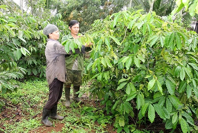 Người dân xã Ea Nuôi, huyện Buôn Ðôn (Ðác Lắc) tăng diện tích trồng cà-phê nhờ nguồn vốn vay từ Ngân hàng Chính sách xã hội. Ảnh: HỒNG HẠNH