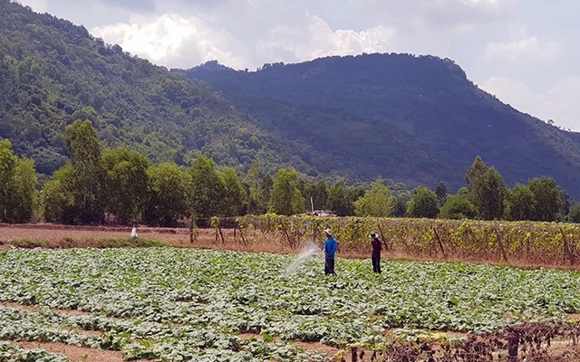 Nhờ có các hồ thủy lợi, nông dân vùng núi Tri Tôn đã chủ động được nguồn nước tưới phục vụ nông nghiệp.