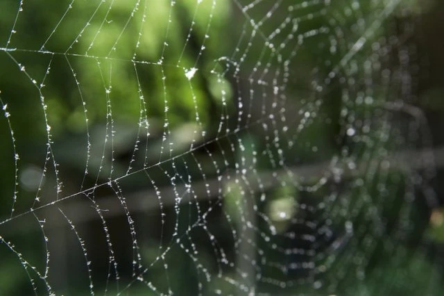 Các nhà khoa học đã sử dụng tính năng đàn hồi của tơ nhện cho vật liệu mới.