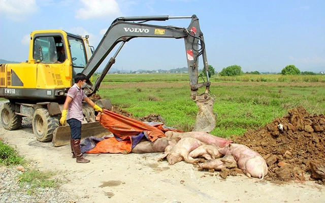Tiêu hủy lợn bị dịch tả châu Phi tại xã Nghi Kim, TP Vinh (Nghệ An). Ảnh: Quang An