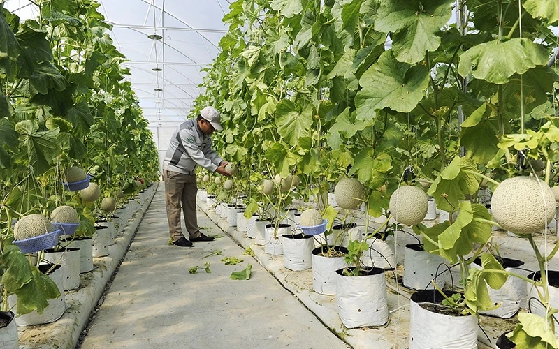 Sản xuất nông nghiệp ứng dụng công nghệ cao tại Công ty cổ phần đầu tư và xây dựng Delco, huyện Thuận Thành (Bắc Ninh). Ảnh: ÐĂNG KHOA