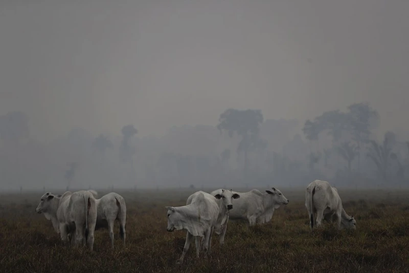 Nông dân và những người chăn nuôi đốt rừng Amazon để lấy đất canh tác và chăn thả gia súc (Ảnh: AP)