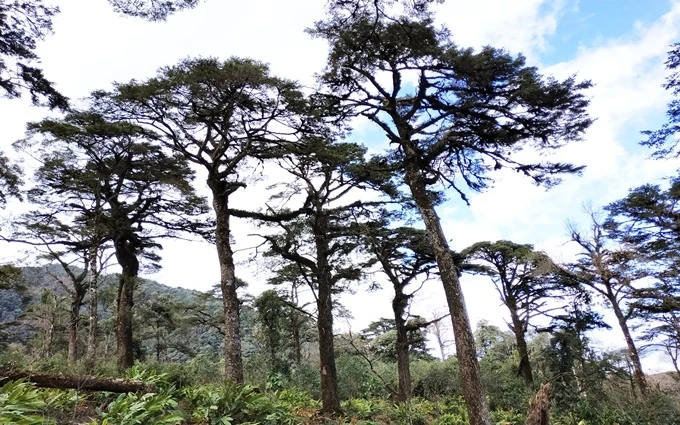 Quần thể cây thiết sam gồm hơn 100 cây, tại Tiểu khu 62, ở độ cao 1.800- 2.000 m, thuộc Khu bảo tồn thiên nhiên Bát Xát.