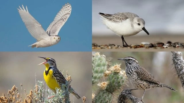 Quần thể của các loài chim quý hiếm và phổ biến đang giảm dần trên khắp Bắc Mỹ.