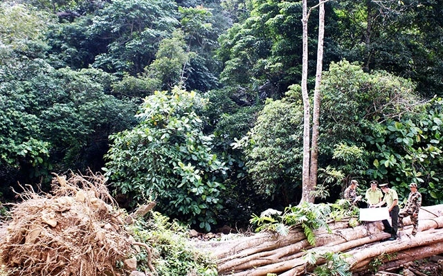 Tuần tra bảo vệ rừng ở Khu bảo tồn thiên nhiên Hoàng Liên - Văn Bàn (Lào Cai).