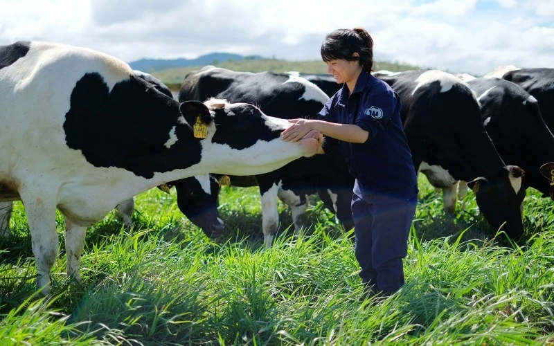 Chăn nuôi bò sữa và chế biến sữa là một trong những lĩnh vực có tiềm năng thu hút đầu tư lớn nhất của ngành nông nghiệp.