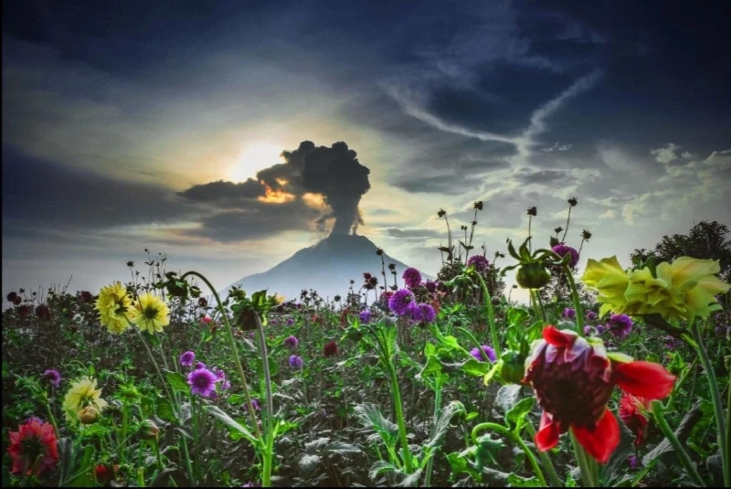 Núi Sinabung ở phía tây Indonesia, cao 2.460 mét, vốn không hoạt động trong bốn thế kỷ nhưng đã bất ngờ hoạt động trở lại vào tháng 8-2010. Ảnh: TIBTA PANGIN, Anadolu Agency/Getty Images
