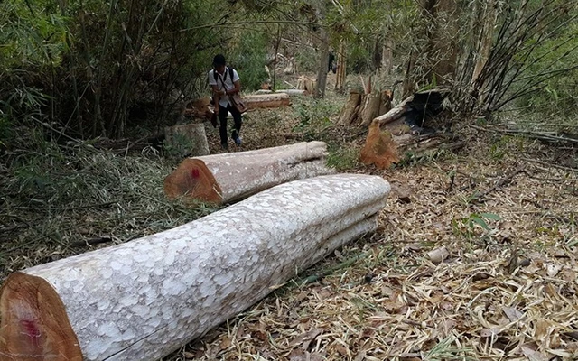  Khu vực rừng do Ban quản lý rừng phòng hộ Đác Đoa quản lý bị tàn phá.