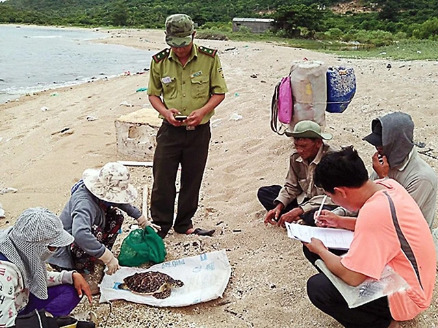 Nhân viên Vườn quốc gia Núi Chúa và các tình nguyện viên tham gia cứu hộ rùa biển. Ảnh: Thế quang