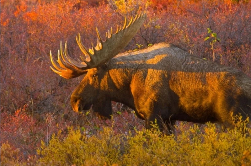 Một con nai sừng tấm xuất hiện từ các bụi cây trong mùa thu trên vùng lãnh nguyên Alaska. Ảnh: JOHN EASTCOTT và YVA MOMATIUK