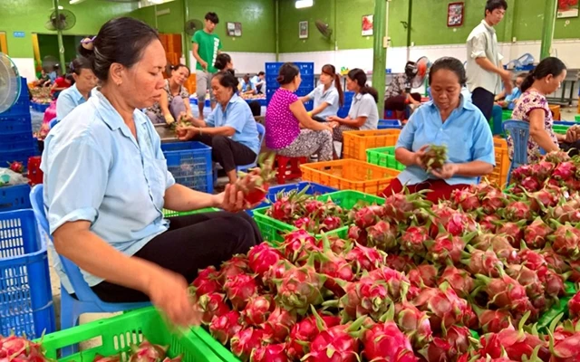Phân loại thanh long trước khi đóng gói tại Doanh nghiệp tư nhân rau quả Bình Thuận. Ảnh: ÐÌNH CHÂU