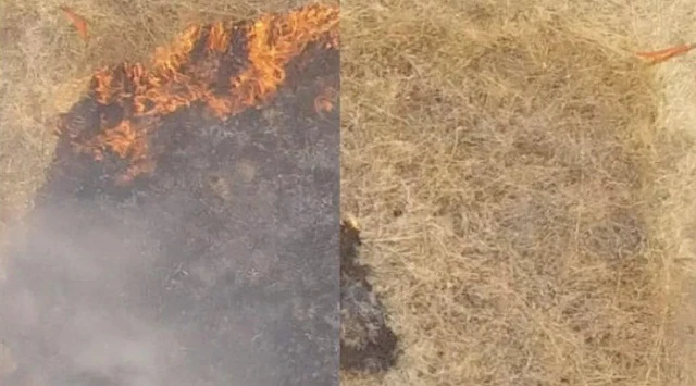 Một vùng cỏ bị cháy ngay khi bắt lửa (bên trái), trong khi lửa không bắt được vào khu vực cỏ đã phun gel (bên phải).