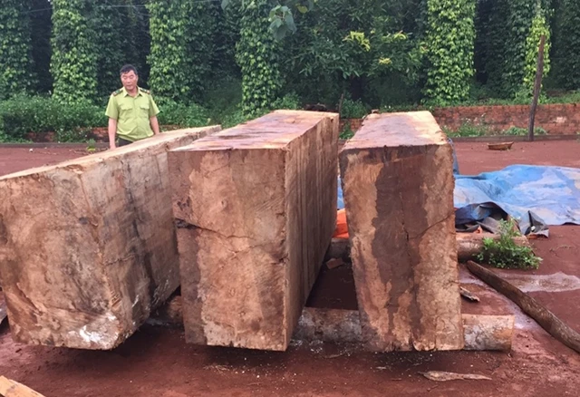 Một khối lượng lớn gỗ được cất giấu trái phép tại nhà rẫy của một hộ dân tại xã Nam Bình, huyện Đác Song, tỉnh Đác Nông. 