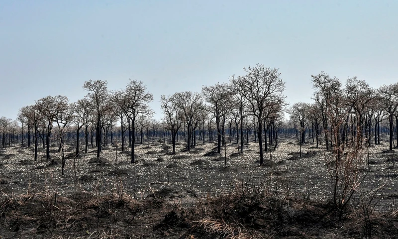 Phần rừng Amazon thuộc lãnh thổ Bolivia ghi nhận không có đám cháy nào (Ảnh: Reuters)