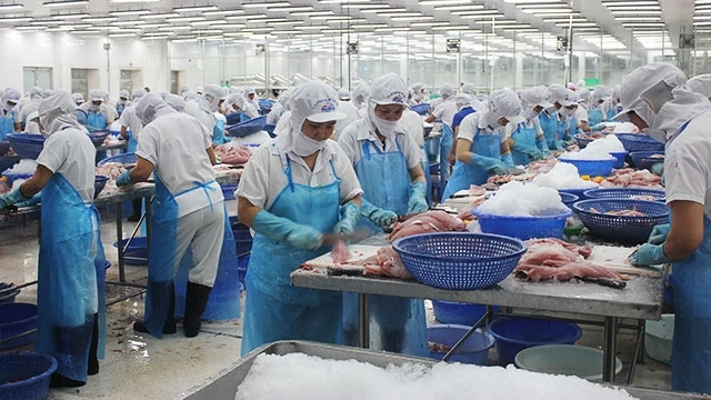 Chế biến cá xuất khẩu tại Công ty thủy sản An Giang. 