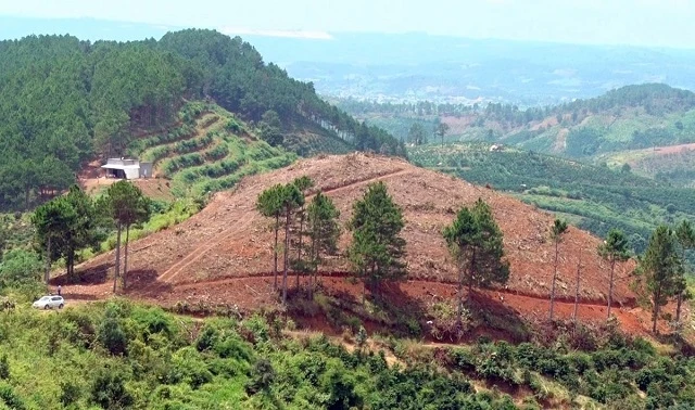 Quả đồi “không có cây rừng”, nơi phát hiện việc san ủi 4.959m2 đất lâm nghiệp trái phép.