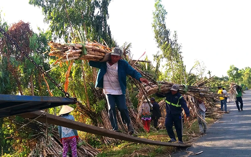 Nông dân tỉnh Sóc Trăng thu hoạch mía niên vụ 2018-2019.