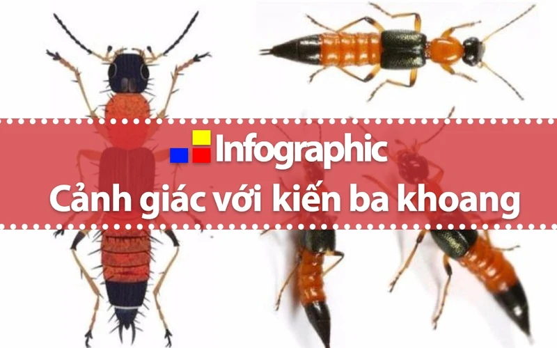 [Infographic] Xử trí khi dính độc kiến ba khoang
