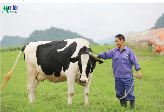 Bò sữa ở Mộc Châu luôn được người nông dân chăm sóc tận tình.