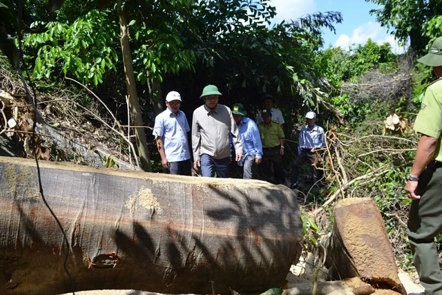 Đoàn công tác do Phó Bí thư Thường trực Tỉnh ủy Phú Yên Lương Minh Sơn, kiểm tra tại hiện trường vụ phá rừng.