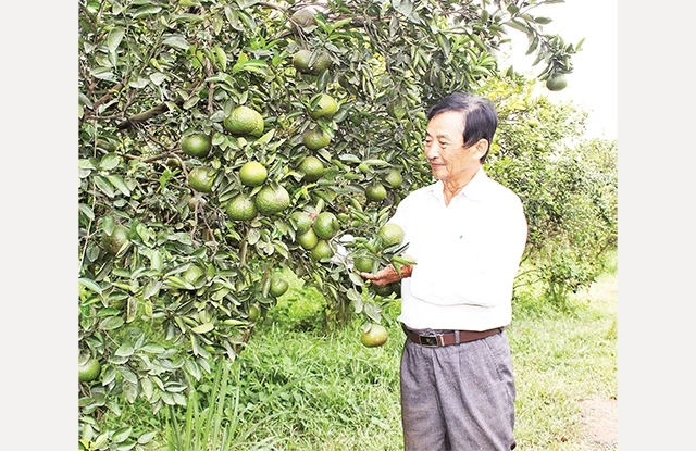 Vườn cam hữu cơ của ông Trần Thành Có ở huyện Bắc Tân Uyên.