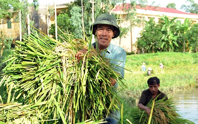Nông dân xã Thanh Hà, huyện Thanh Liêm (Hà Nam) thu hoạch lúa hè thu. Ảnh: THANH LÂM