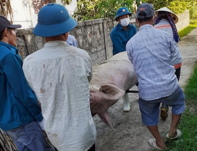Tổ chức tiêu hủy lợn bệnh không mặc quần áo bảo hộ theo đúng quy định đang còn diễn ra nhiều nơi ở Nghệ An.