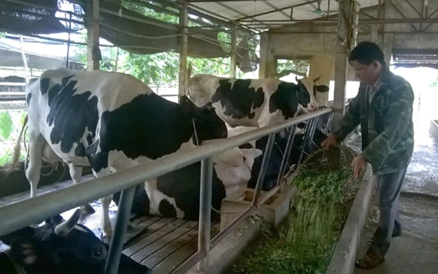 Nông dân huyện Ba Vì (Hà Nội) chăm sóc đàn bò sữa. Ảnh: ANH ĐẠT