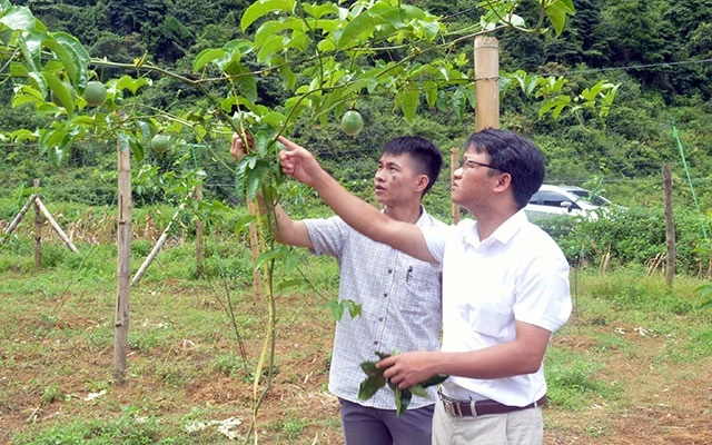 Mô hình trồng cây chanh leo đem lại thu nhập cao cho các hộ dân xã Lưu Ngọc, huyện Trà Lĩnh (Cao Bằng).