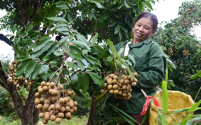 Nhãn là loại quả đặc trưng của Sơn La, đem lại hiệu quả kinh tế cao.