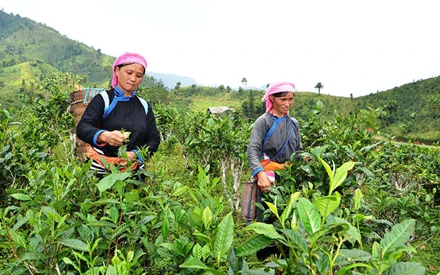 Thu hoạch chè Tuyết San hữu cơ ở Hợp tác xã Bản Liền, huyện Bắc Hà (Lào Cai).