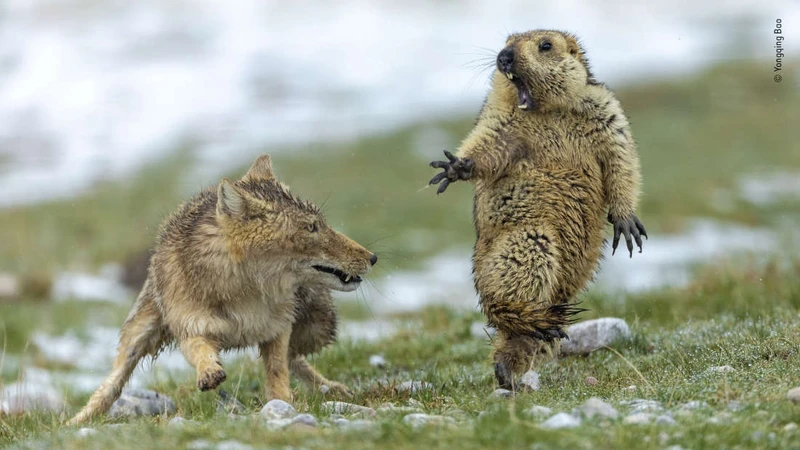 Hình ảnh hiếm hoi về một con cáo Tây Tạng và con mồi trong khoảnh khắc trước khi bị tấn công đã giành được danh hiệu cao nhất của Nhiếp ảnh gia Động vật hoang dã năm 2019.