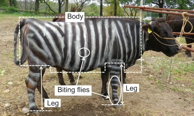 Một nghiên cứu của Nhật Bản cho thấy, việc vẽ sọc giống ngựa vằn lên gia súc đã giảm 50% vết cắn của ruồi. Ảnh: Plos One.