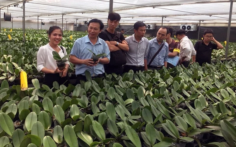 Mô hình trồng hoa lan của Viện Nghiên cứu rau quả (Viện Khoa học nông nghiệp Việt Nam).