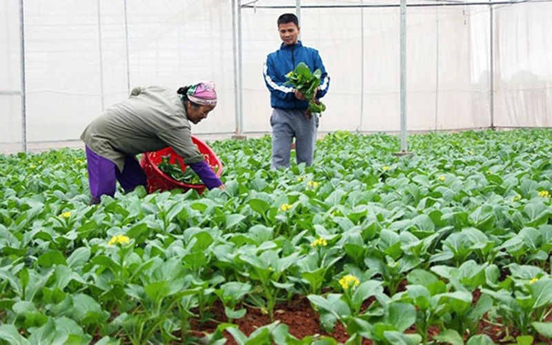 Nông dân xã Thanh Vân, huyện Hiệp Hòa (Bắc Giang) trồng rau công nghệ cao. Ảnh: Khánh Vân