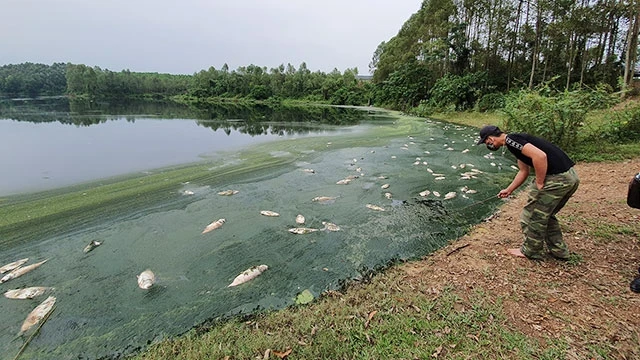 Tình trạng cá chết hàng loạt tại hồ Ngả Hai.
