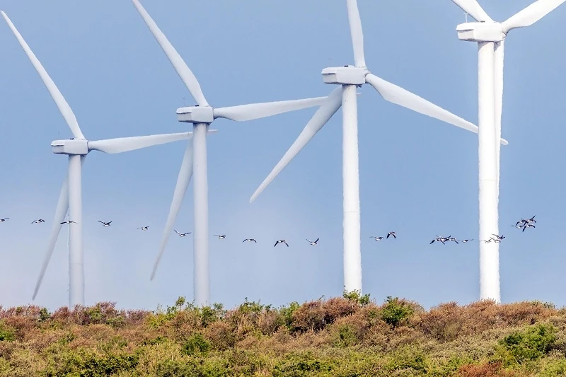 Chim bay cao bằng cánh quay turbin điện gió khiến nguy cơ tổn hại rất cao.