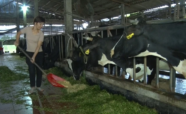 Trại sữa Mục Đồng của gia đình chị Nguyễn Thị Thịnh, xã Trác Văn, huyện Duy Tiên, tỉnh Hà Nam.