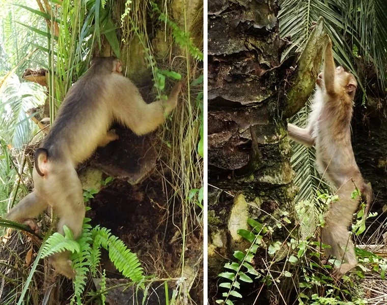 Một con khỉ đực trưởng thành (trái) và khỉ cái trưởng thành tìm kiếm chuột dưới tán cây dầu cọ. Ảnh: Anna Holzner