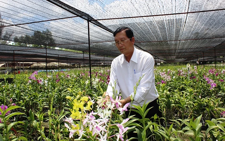 Vườn lan Dendrobium của ông Mai Quốc Thái ở huyện Dầu Tiếng, tỉnh Bình Dương.