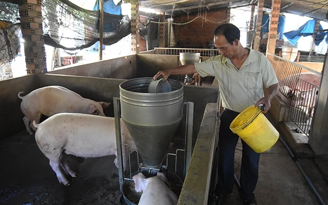 Người chăn nuôi lợn ở Đồng Nai khốn đốn vì dịch tả lợn châu Phi.