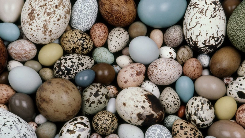 Màu sắc của trứng chim khiến các nhà khoa học đau đầu.