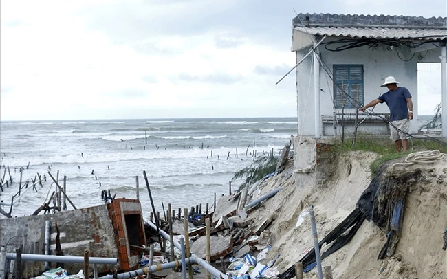 Do ảnh hưởng hoàn lưu bão số 5, khoảng 1 km bờ biển ở xã đảo Tam Hải (huyện Núi Thành, tỉnh Quảng Nam) sạt lở nghiêm trọng, uy hiếp hàng trăm ao tôm và nhà dân. Ảnh: THANH CHUNG